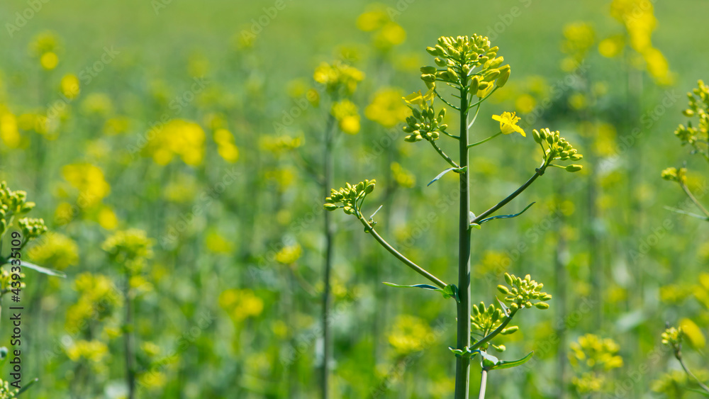 Fototapeta premium Rapeseed. Brassica napus. are blooming in sunny summer day. yellow flower, isolated on blurred natural background. agriculture, in Europe or Asia. floral background, close-up