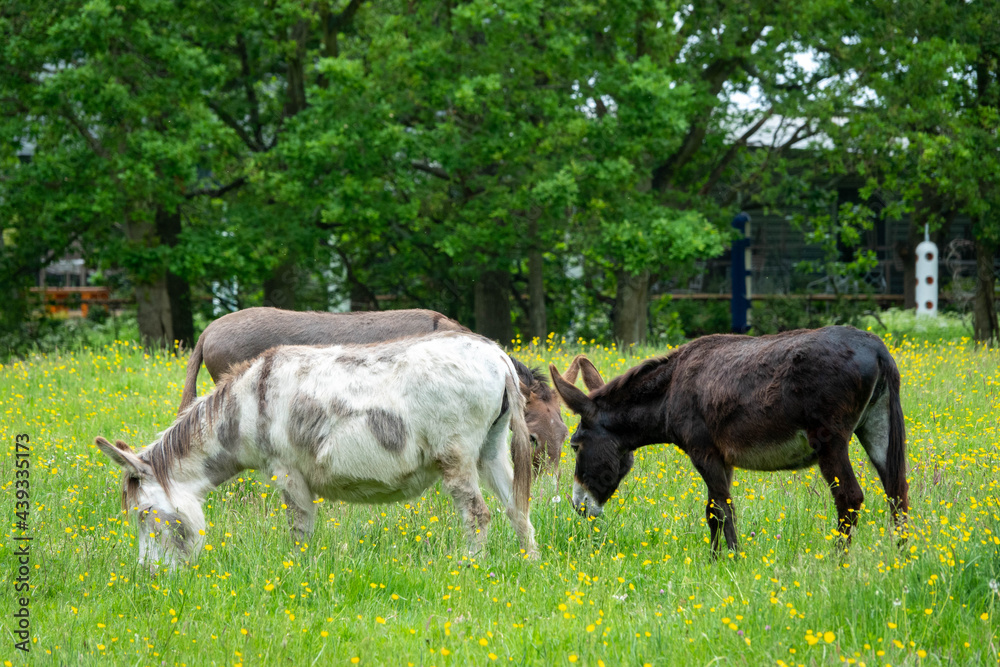 three donkeys sharing space in the buttercup meadow