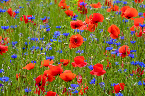 a field of red and blue flowers