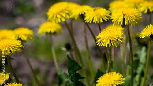 yellow dandelions growing on a lawn illuminated by the sunlight  springtime wild flowering plant with green leaves on stem. macro nature  natural background  close-up