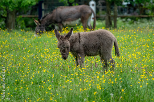 cute baby donkey in a meadow of buttercups