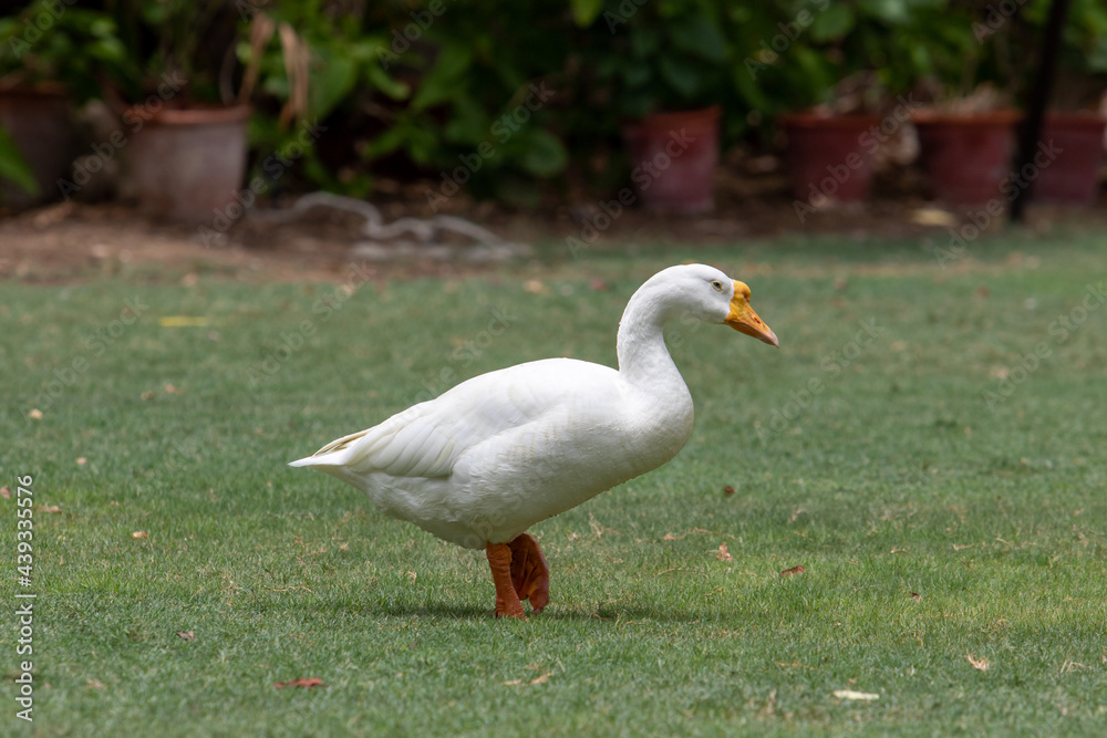 white duck walking on the grass white duck walking on the grass