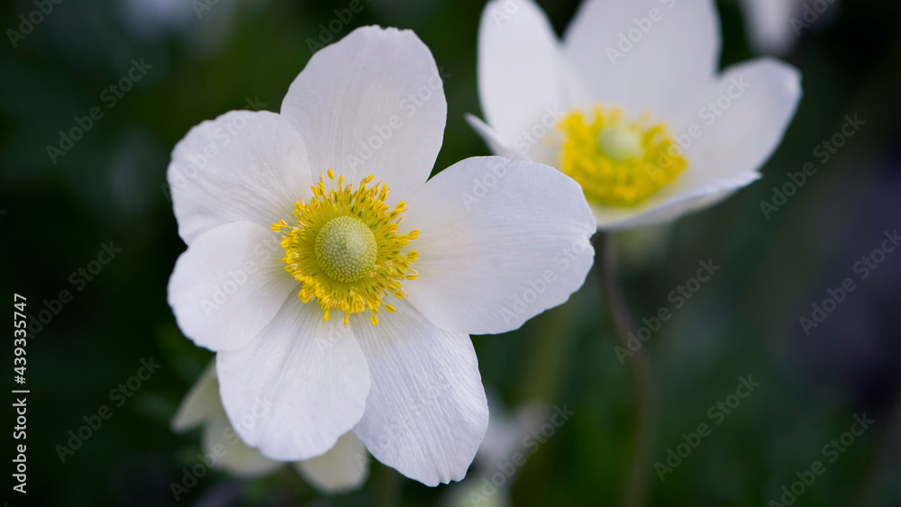 Anemone sylvestris. delicate flowers in the garden, in the flowerbed. floral background. beautiful delicate Anemone sylvestris. white flowers on a natural green background. close-up Anemone sylvestris. delicate flowers in the garden, in the flowerbed. floral background. beautiful delicate Anemone sylvestris. white flowers on a natural green background. close-up