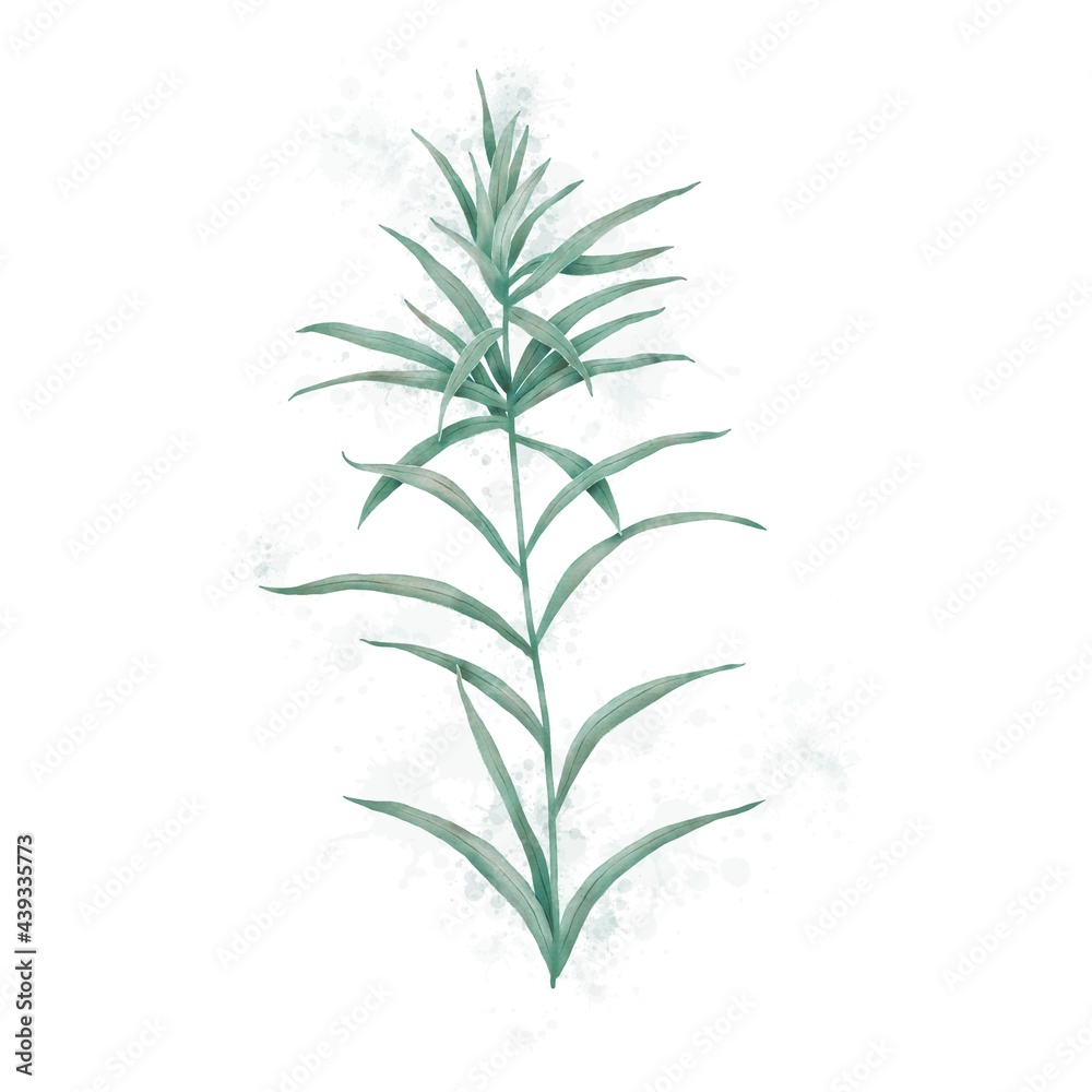Illustration of a plant Illustration of a plant
