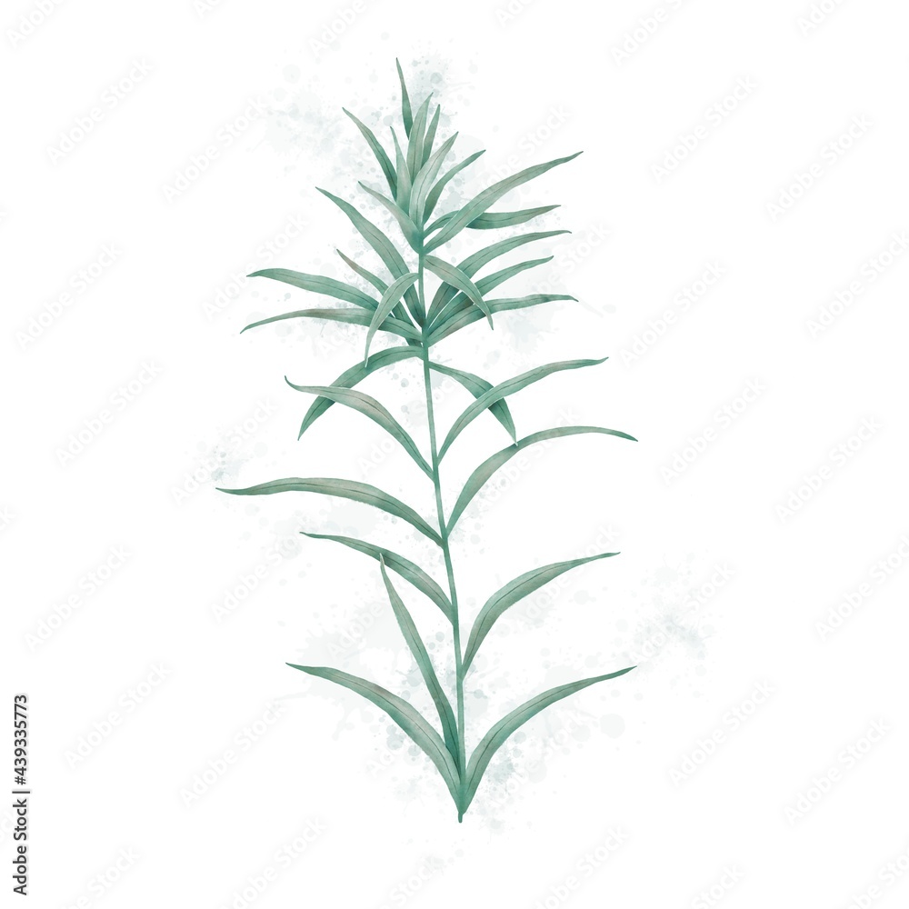 Illustration of a plant