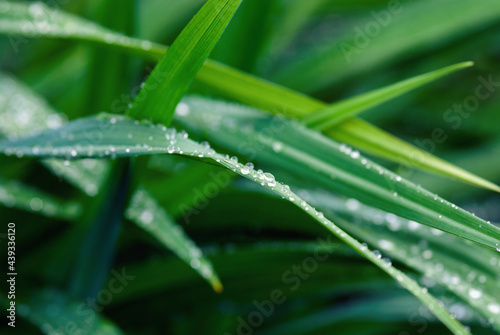 Grass blades wet after rain