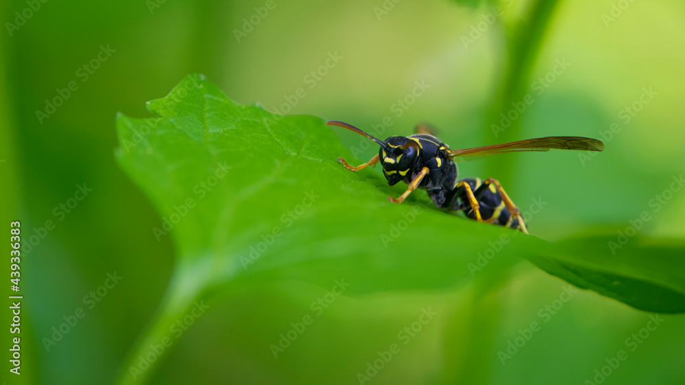 Wasp on a green leaf. Parts of the body of a wasp close-up. Insect close-up. Yellow pattern on the black body of a wasp. Green background. nature, Macro image of a Vespula germanica, European wasp Wasp on a green leaf. Parts of the body of a wasp close-up. Insect close-up. Yellow pattern on the black body of a wasp. Green background. nature, Macro image of a Vespula germanica, European wasp