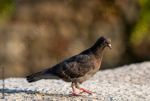 Wallpaper Mural a pigeon on a concrete wall Torontodigital.ca