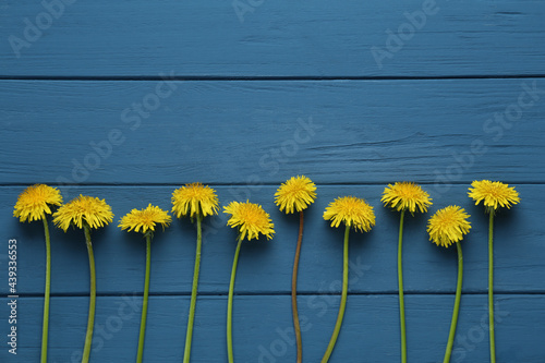 Beautiful yellow dandelions on blue wooden table, flat lay. Space for text