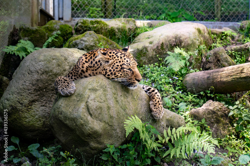 眠るヒョウ photo