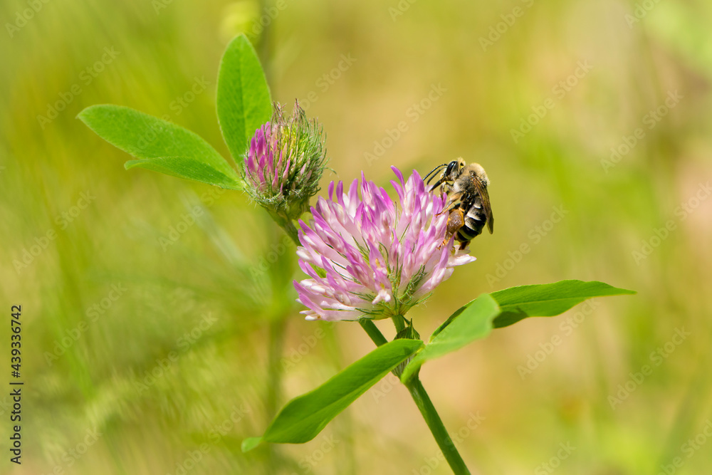 bee at work on clover flower collecting pollen. bright delicate pink clover flower, honey bee. macro nature, wild wildflower, useful insect, spring or summer sunny day, close-up. natural background bee at work on clover flower collecting pollen. bright delicate pink clover flower, honey bee. macro nature, wild wildflower, useful insect, spring or summer sunny day, close-up. natural background