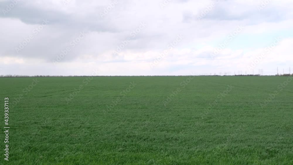 Bright green wheat field blowing in a strong wind, green field before the rain Bright green wheat field blowing in a strong wind, green field before the rain