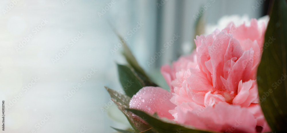 Blooming branches with peony flowers and buds . Relax floral banner or wallpaper. Blurry background selective focus. Pink peonies flowers. Floral background. Pastel peony flowers as floral art