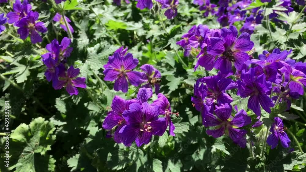 Bees collecting nectar from Purple Cranesbill in Public Park Hasenheide in Berlin in the summer sun. Slow Motion. Bees collecting nectar from Purple Cranesbill in Public Park Hasenheide in Berlin in the summer sun. Slow Motion.