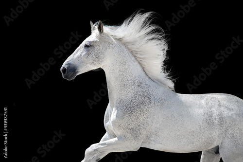 White Horse portrait with long mane on black background © callipso88