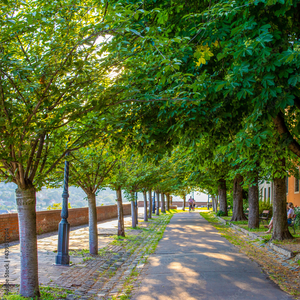 An alley with trees in the city of Budapest - Hungary