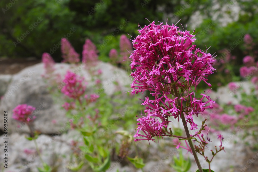 Obraz premium Valeriana rossa (Centranthus ruber) fioritura,primo piano
