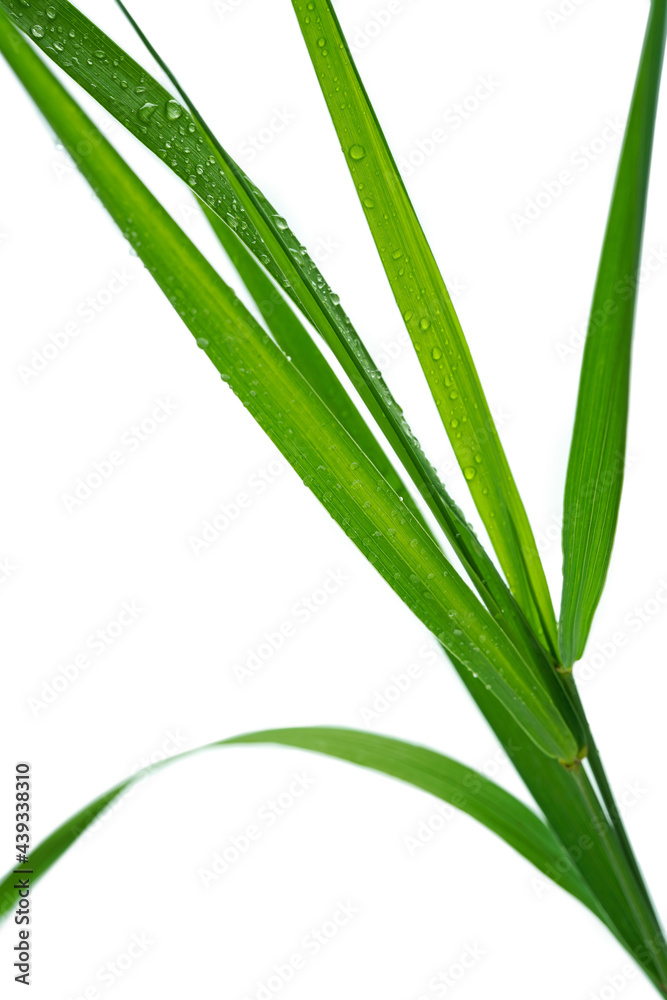 closeup of water drops on green blades of grass on white background, shallow depth of field closeup of water drops on green blades of grass on white background, shallow depth of field