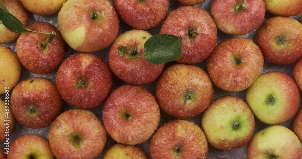 Rotation. Heap of whole, ripe apples in raindrops. Top view Rotation. Heap of whole, ripe apples in raindrops. Top view