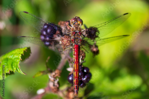 close up of dragonfly