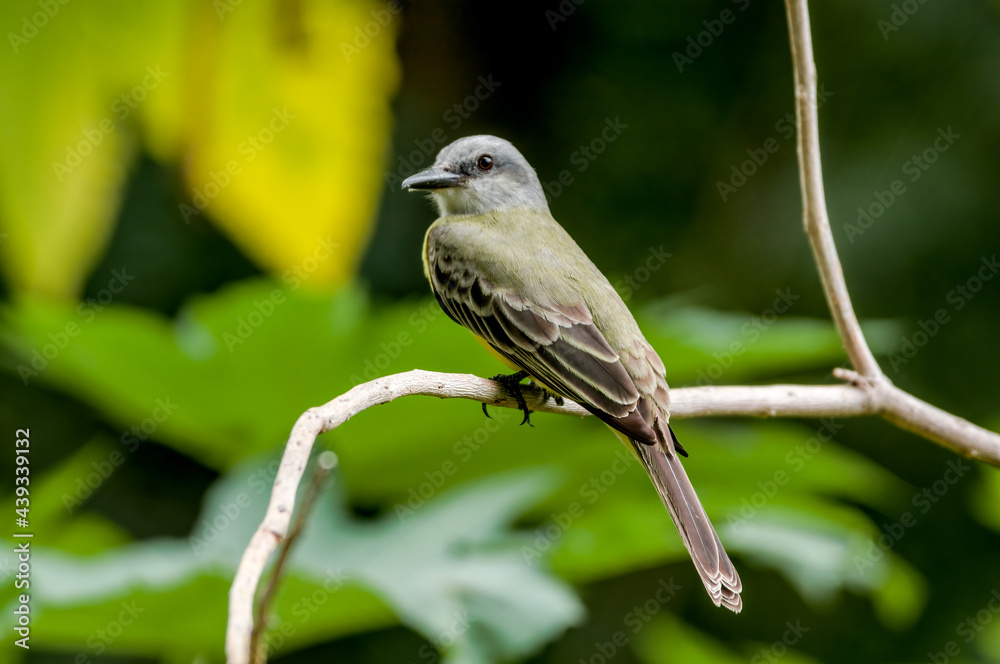 Tropical Kingbird (Tyrannus melancholicus) in tropical forest of Papaturro River area, Nicaragua