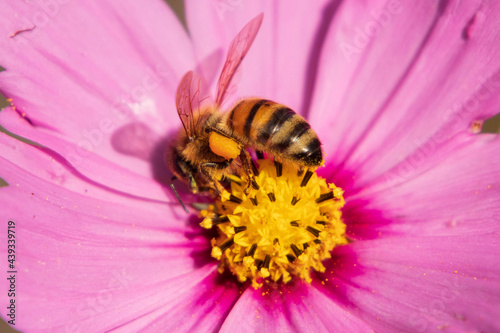 bee on pink flower © Pears Glafey