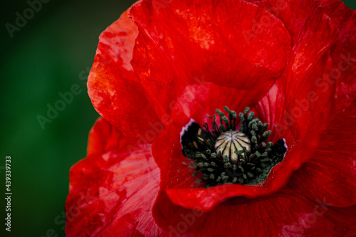 red poppy flower