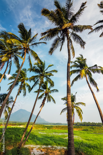 Coconut trees plantation, dynamic view from bottom with blue sky nature background.