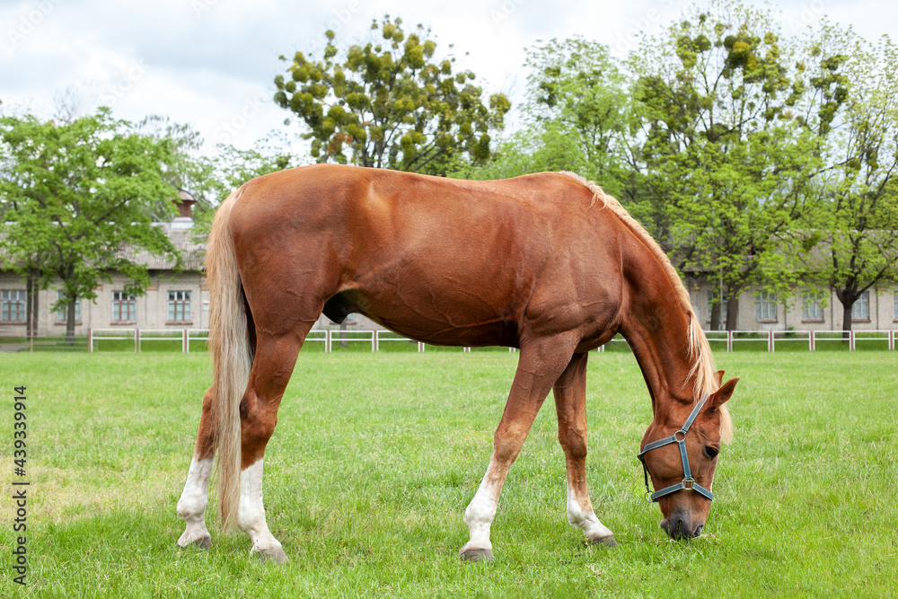 Beautiful brown horse eating grass and grazing in a meadow. Red horse grazing on pasture. Thoroughbred on a meadow. Mare graze a grass. Portrait of a chestnut horse in a summer field. Horse farm
Beautiful brown horse eating grass and grazing in a meadow. Red horse grazing on pasture. Thoroughbred on a meadow. Mare graze a grass. Portrait of a chestnut horse in a summer field. Horse farm