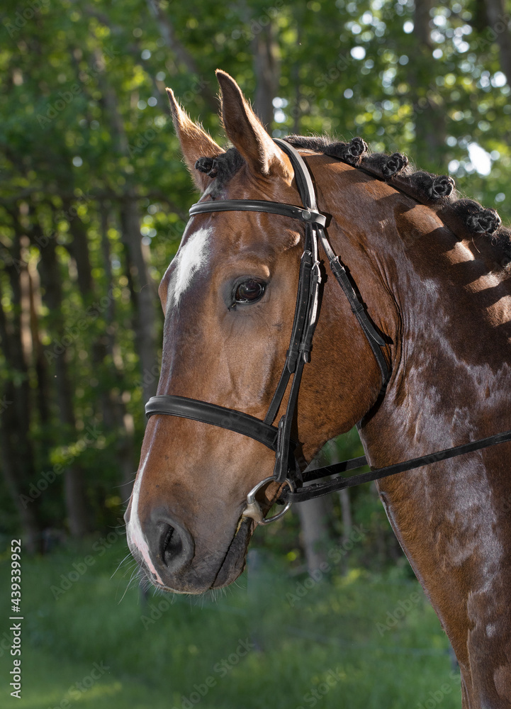 Horse head. Equestrian riding horse. Netherlands. Saddle horse. Horse head. Equestrian riding horse. Netherlands. Saddle horse.