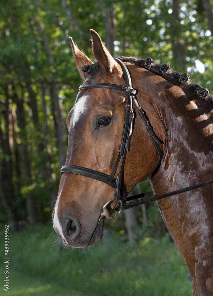 Horse head. Equestrian riding horse. Netherlands. Saddle horse.