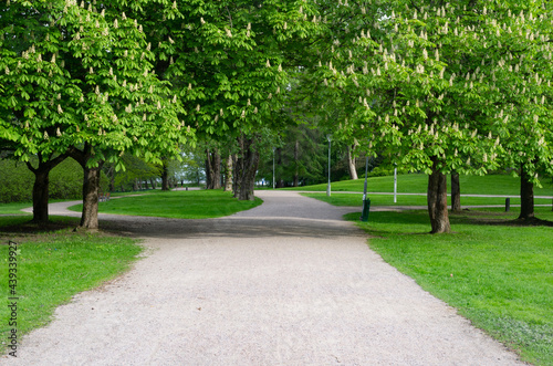 blooming horse chestnut branches over the walkpath in the park photo