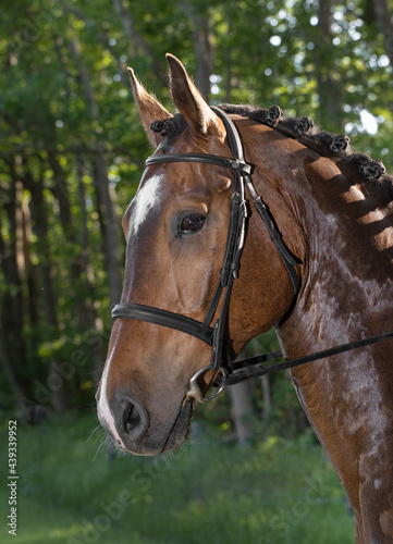 Horse head. Equestrian riding horse. Netherlands. Saddle horse.