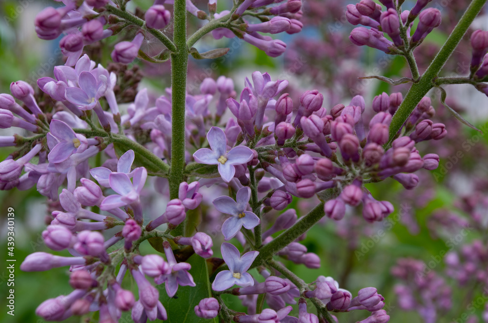 blooming lilacs