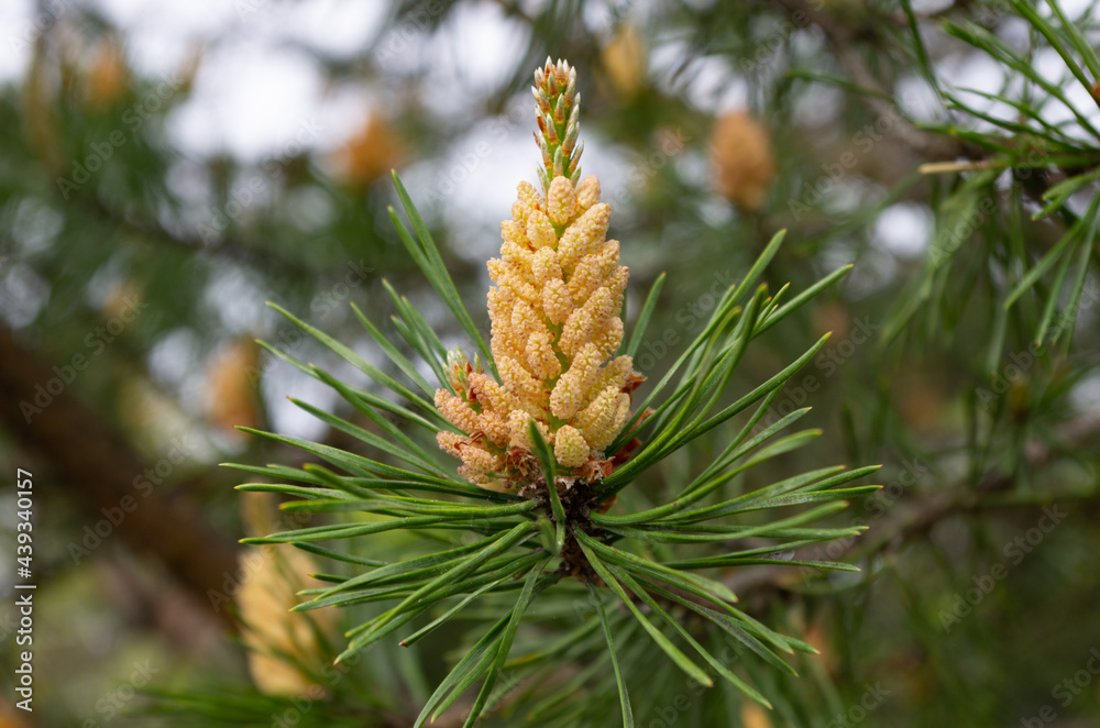 close up of blooming pine close up of blooming pine