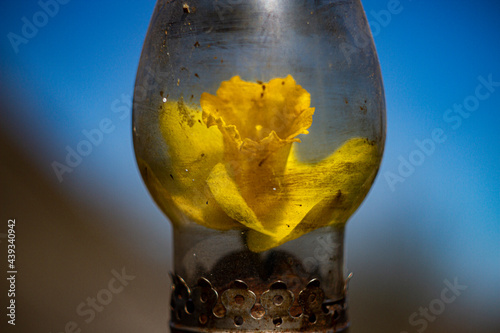 bulb in the water