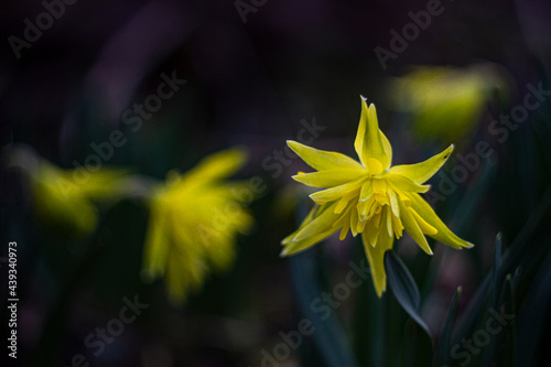 yellow flower