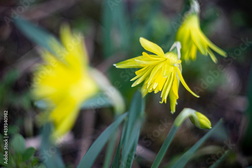 yellow flower