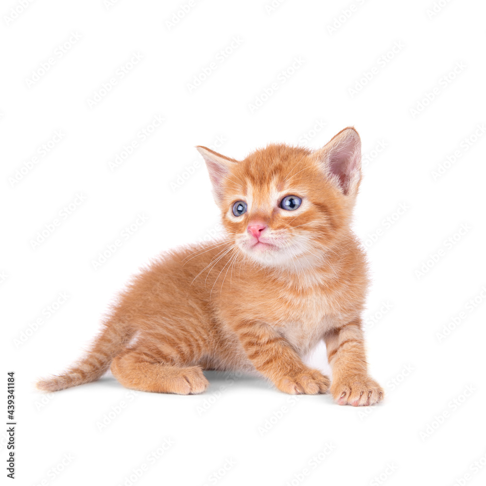Small ginger kitten is sitting isolated on white background. Looks into the camera. Red kitten. Striped kitten. Blue eyes Small ginger kitten is sitting isolated on white background. Looks into the camera. Red kitten. Striped kitten. Blue eyes