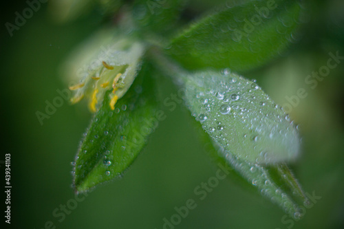 dew on a leaf