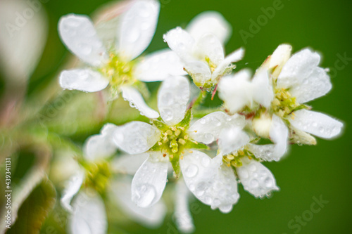 tree blossom