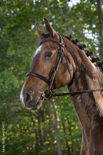 Horse head. Equestrian riding horse. Netherlands. Saddle horse.