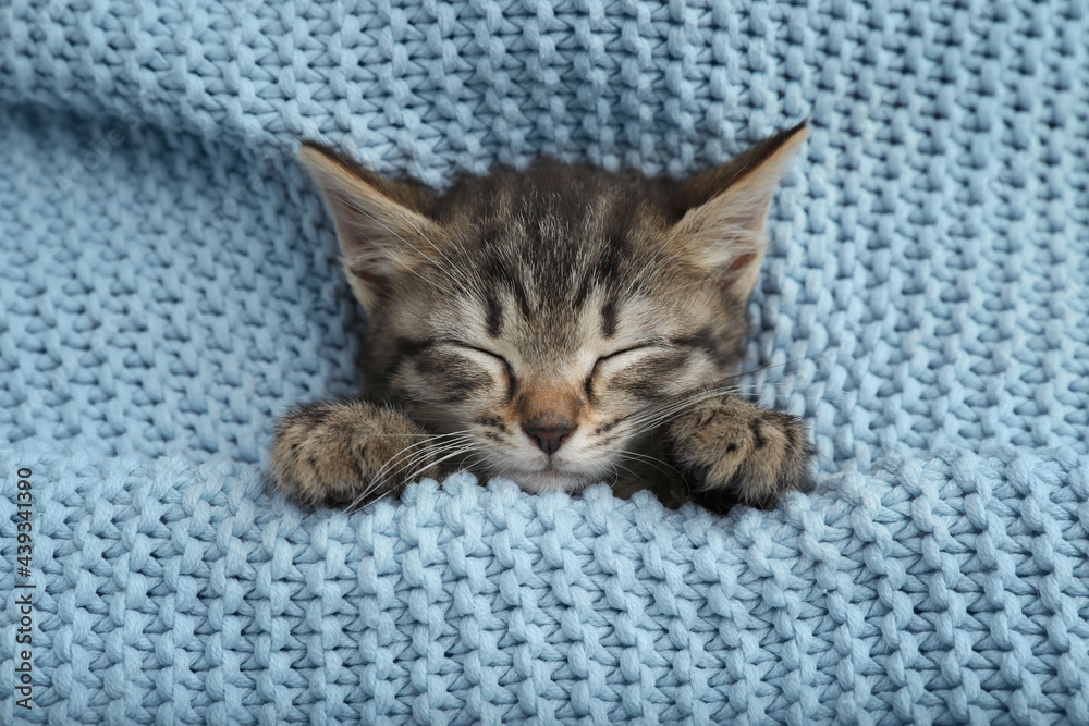 Kitten blankets hotsell
