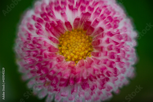 close up of a pink flower