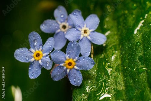 blue flower with drops