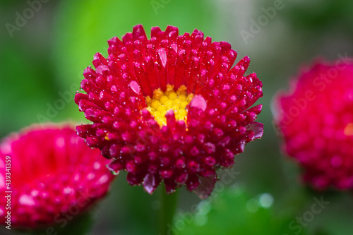 red and yellow flower