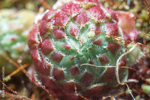 close up of a cactus