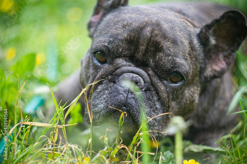 english bulldog puppy