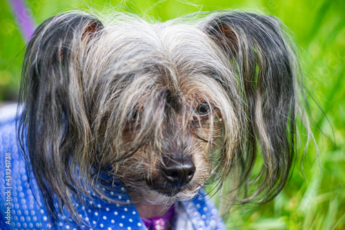 portrait of a dog