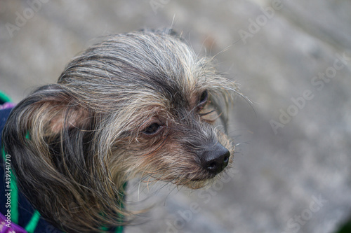 yorkshire terrier portrait